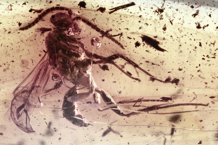 Detailed Fossil Spider Wasp (Pompilidae) In Baltic Amber #343307